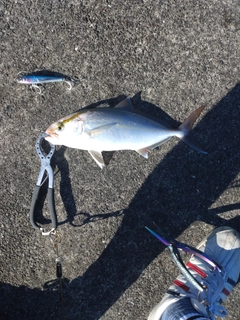 ネイリの釣果