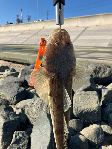 マゴチの釣果