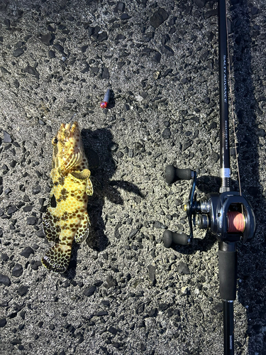 オオモンハタの釣果