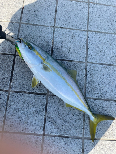 ヤズの釣果