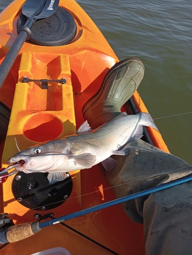 アメリカナマズの釣果