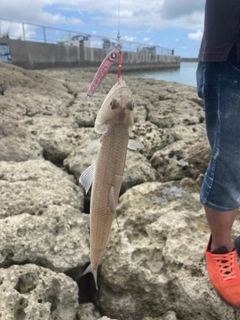 エソの釣果