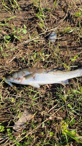 スズキの釣果