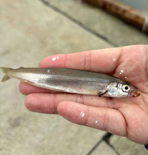 ワカサギの釣果