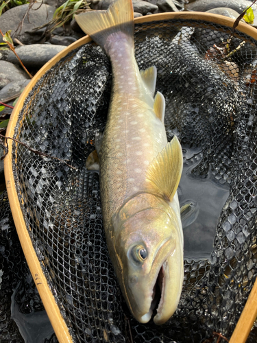 アメマスの釣果