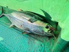 キハダマグロの釣果