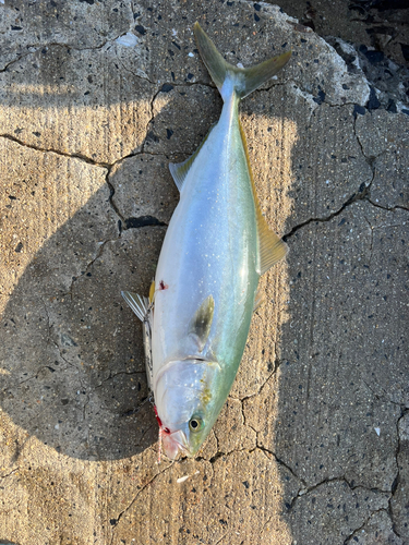 ハマチの釣果