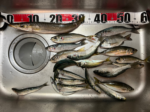 カマスの釣果