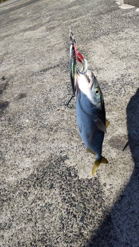 ツバスの釣果