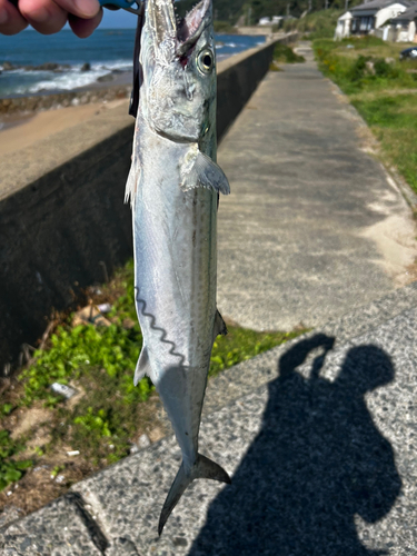 サゴシの釣果