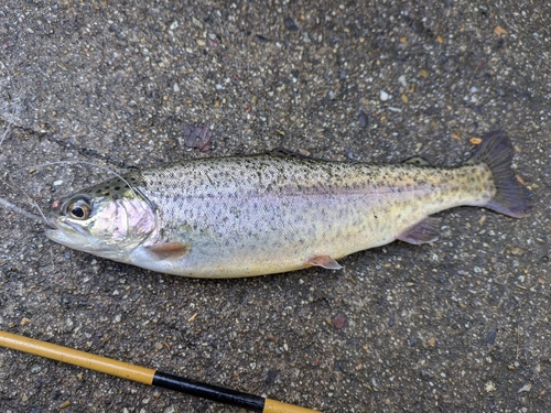 ニジマスの釣果