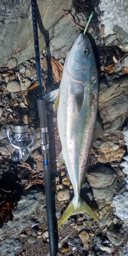 ハマチの釣果