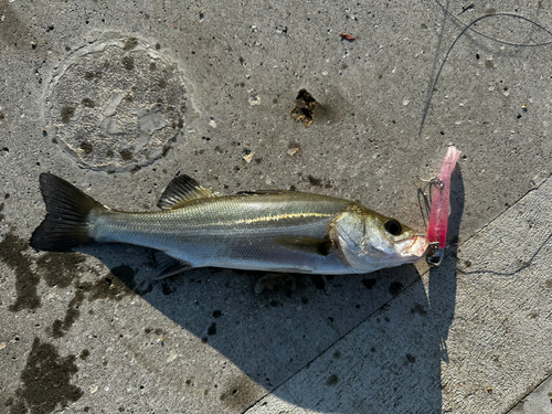 シーバスの釣果