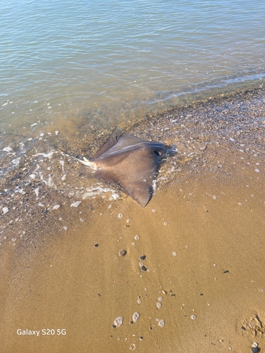 ナルトビエイの釣果