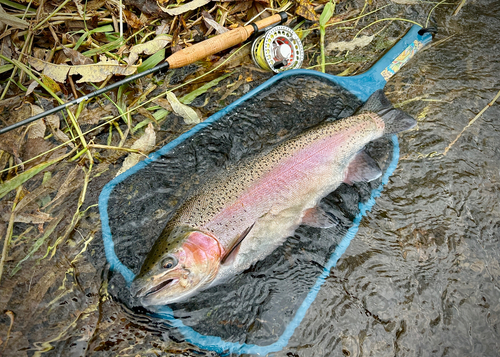 ニジマスの釣果