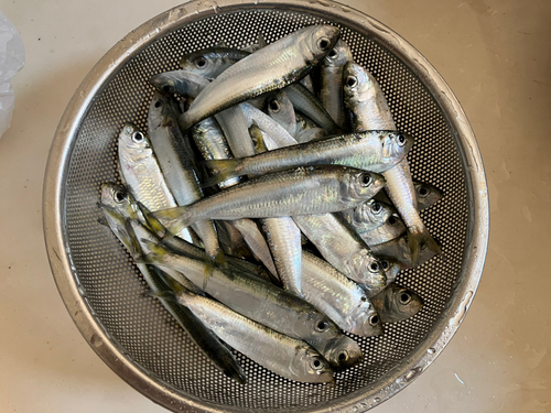 ママカリの釣果