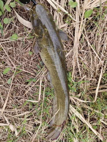 ナマズの釣果