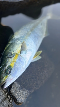 イナダの釣果