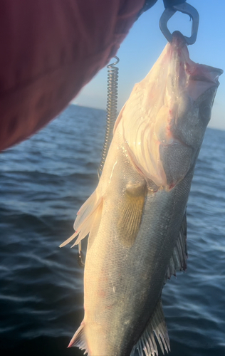 フッコ（マルスズキ）の釣果