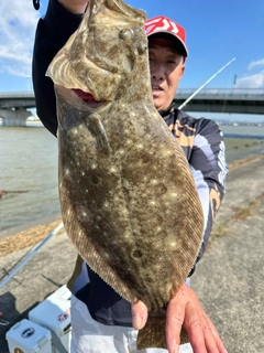 ヒラメの釣果