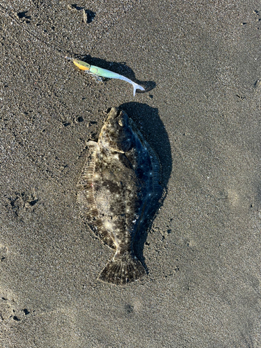 ソゲの釣果