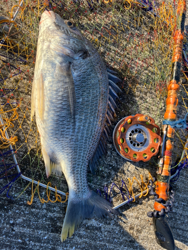 キビレの釣果