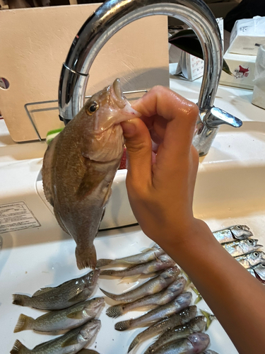 アイナメの釣果