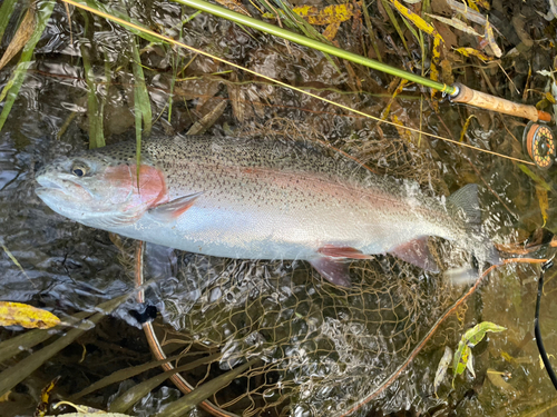 ニジマスの釣果