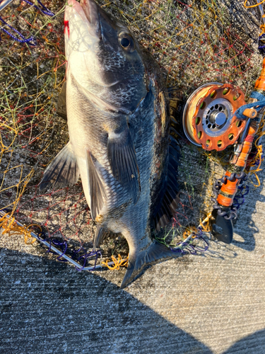 クロダイの釣果