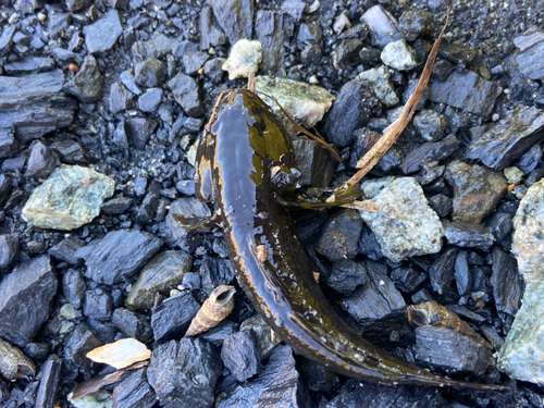 チチブの釣果