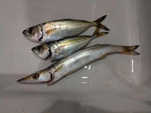 メアジの釣果
