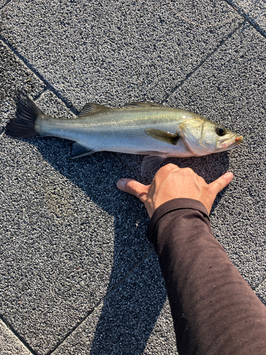 セイゴ（マルスズキ）の釣果