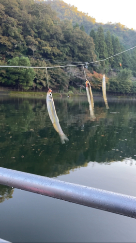 ワカサギの釣果