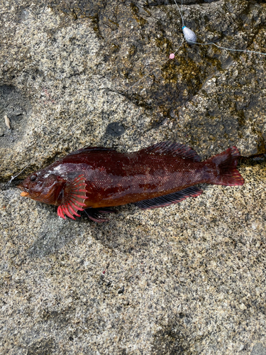 アイナメの釣果