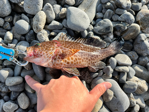 オオモンハタの釣果