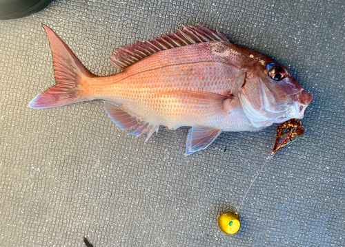 マダイの釣果