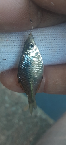 タイリクバラタナゴの釣果