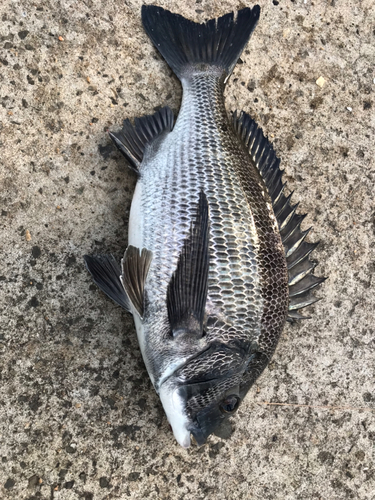 クロダイの釣果