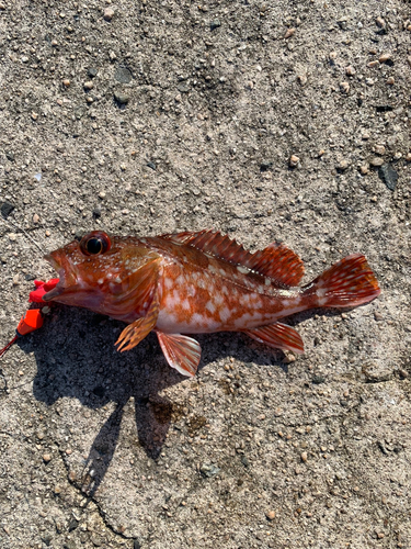 カサゴの釣果