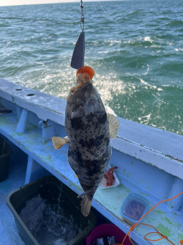 フグの釣果