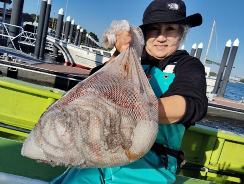 マダコの釣果