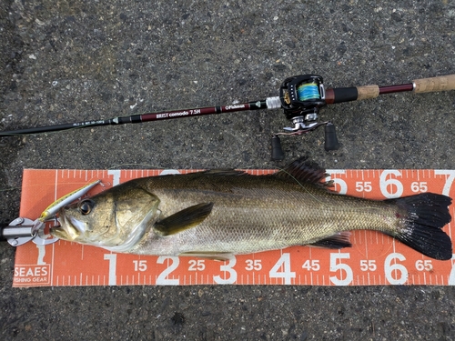 シーバスの釣果