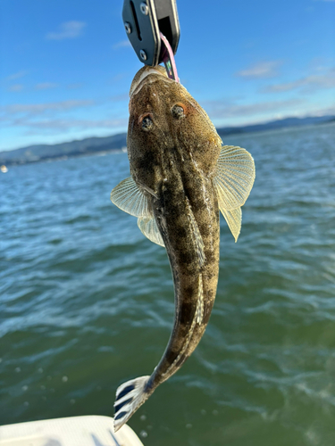 マゴチの釣果