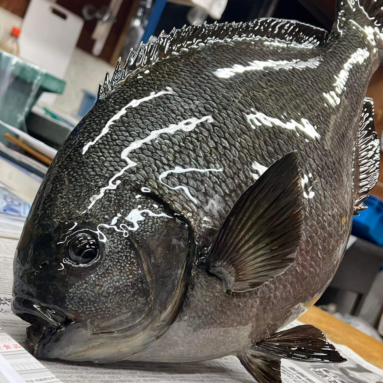 オナガグレ
