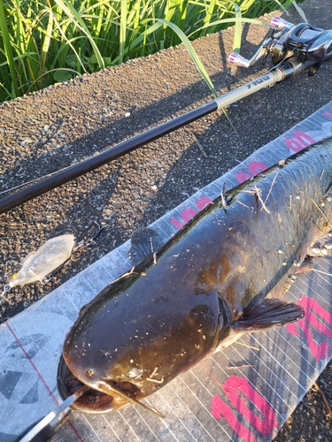 ナマズの釣果