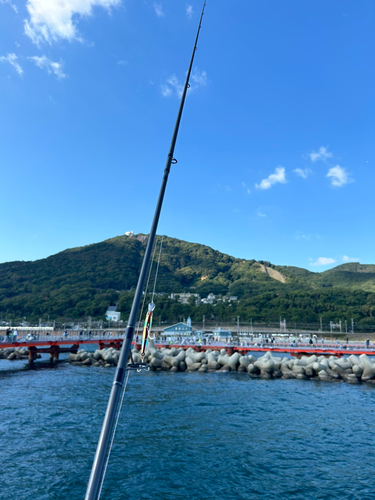 チャリコの釣果