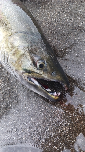 アキアジの釣果