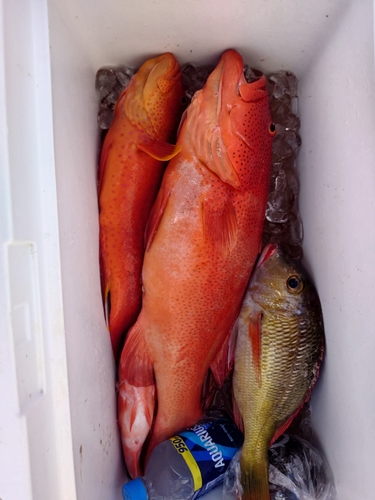 アカジンミーバイの釣果