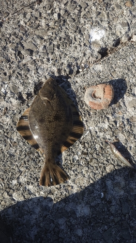 ヌマガレイの釣果