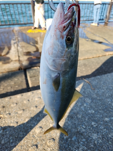 ハマチの釣果